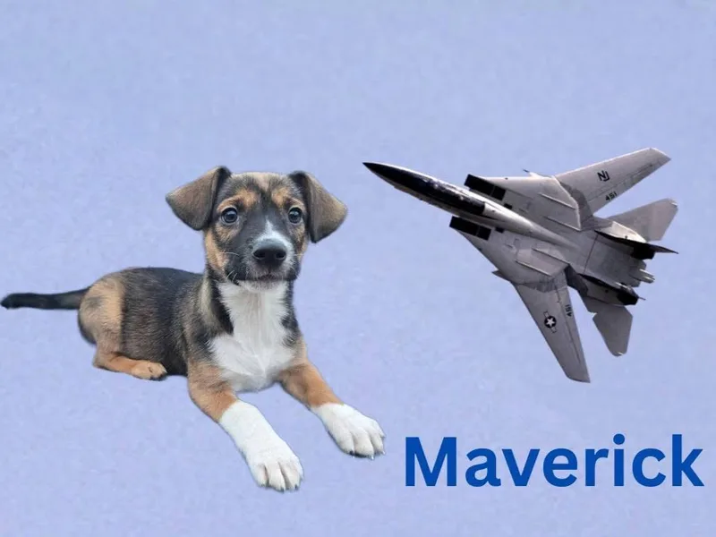 A baby medium-sized male Mixed Breed dog named Maverick for adoption in Joliet, IL