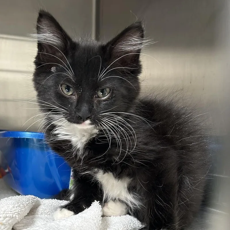 A baby small-sized male Black Domestic Medium Hair cat named York for adoption in Santa Rosa, CA