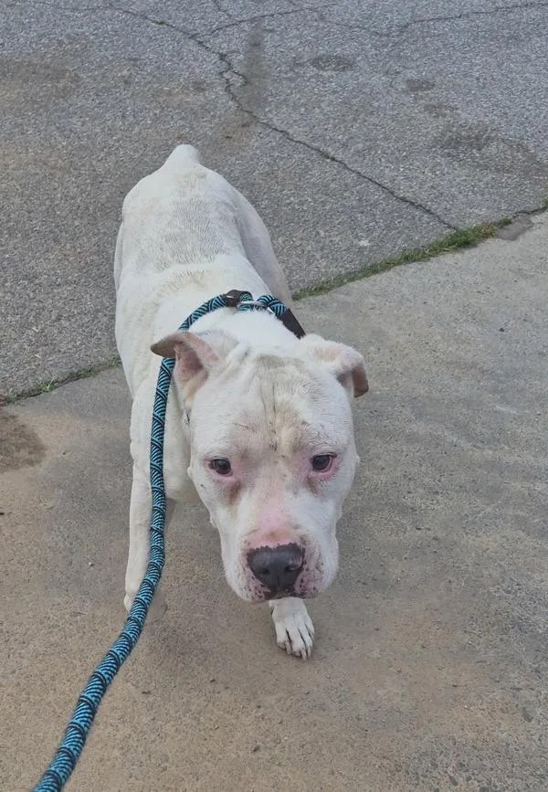 A senior large-sized male Pit Bull Terrier dog named Pen  Weedow for adoption in Lawrenceville, GA