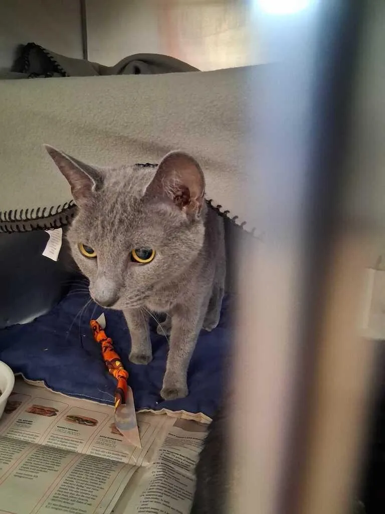 An adult medium-sized female Gray / Blue / Silver Domestic Short Hair cat named Siri for adoption in Cincinnati, OH