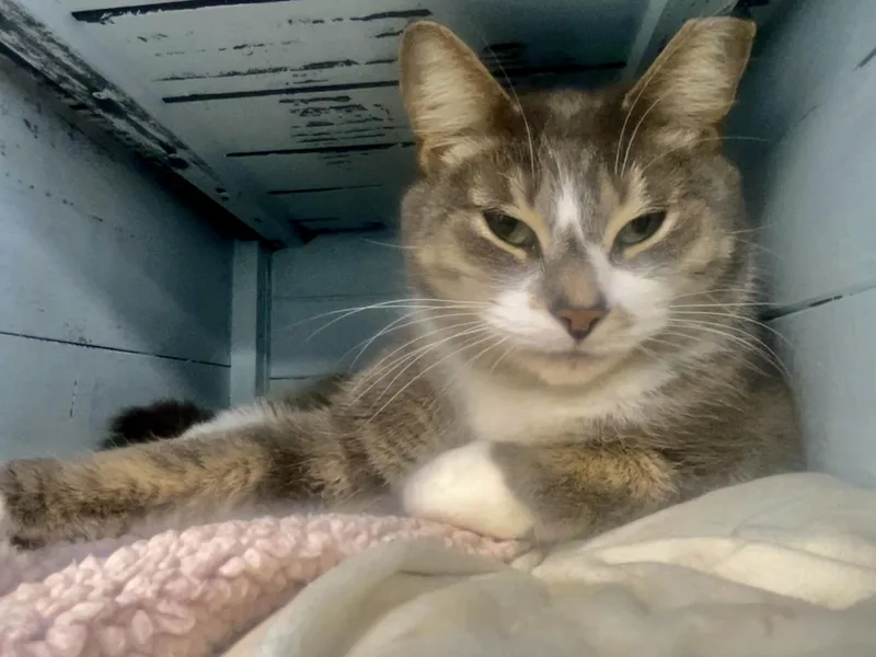 A young medium-sized male Gray & White Domestic Short Hair cat named Gabriel for adoption in Grand Rapids, MI