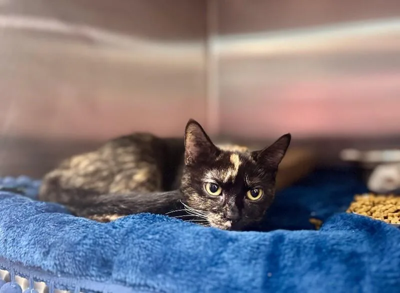 An adult medium-sized female Domestic Short Hair cat named Betty for adoption in Wooster, OH