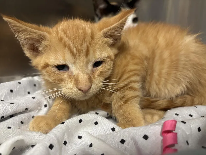 A baby small-sized male Domestic Short Hair cat named Sudachi for adoption in Hagerstown, MD