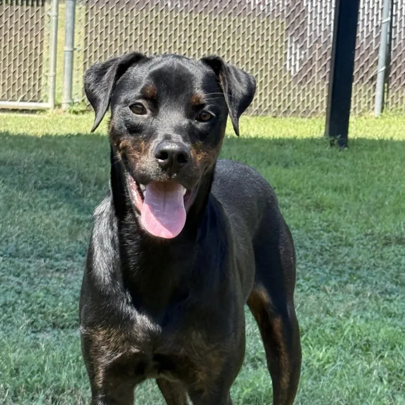 A young medium-sized female Labrador Retriever dog named Connie for adoption in Brenham, TX