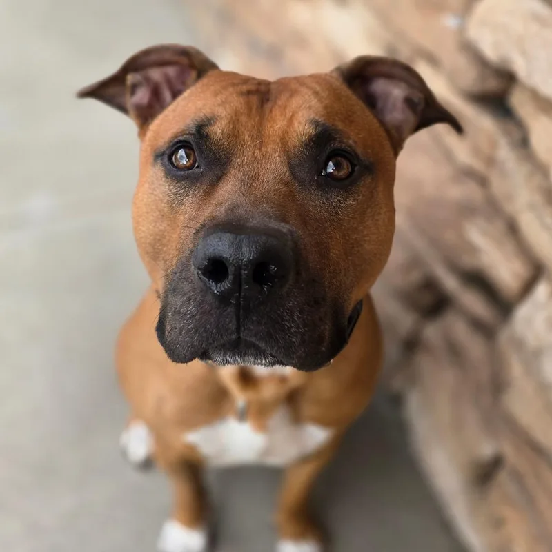 An adult large-sized male Red / Chestnut / Orange Mixed Breed dog named Louie for adoption in Fairport, NY