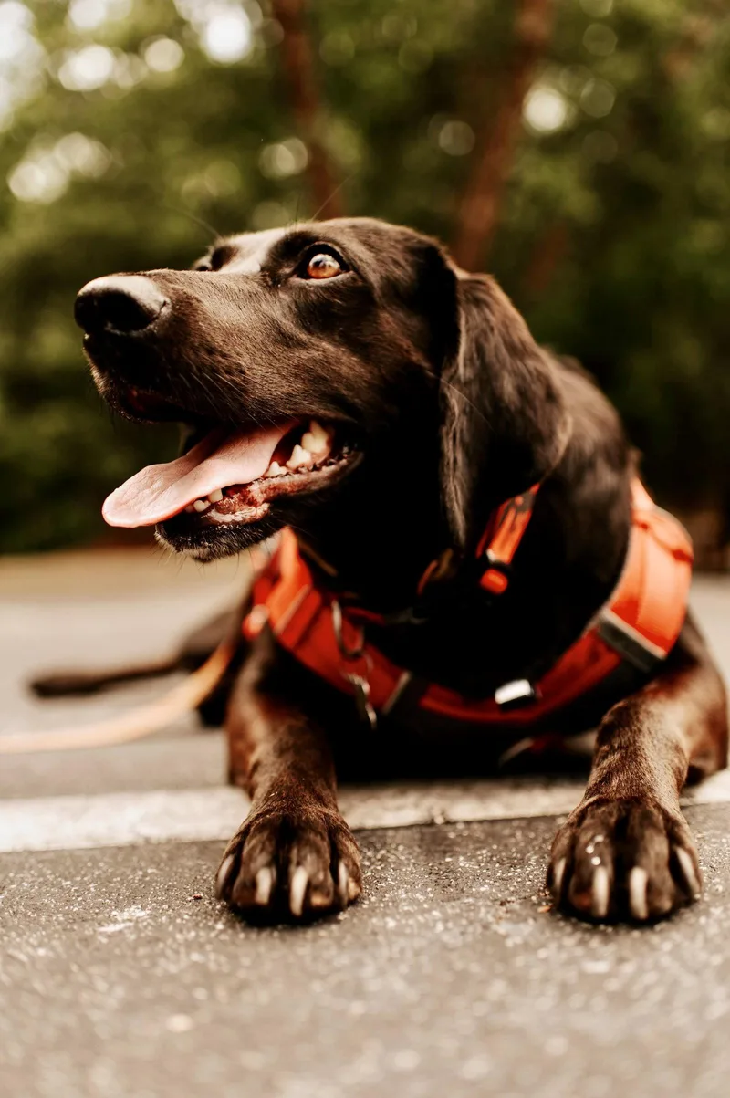 An adult large-sized female Labrador Retriever dog named Maggie Moo for adoption in Holly Springs, NC