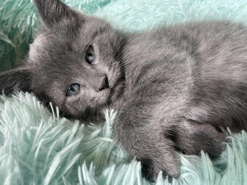 A baby small-sized male Gray / Blue / Silver Domestic Short Hair cat named Wilfred for adoption in Philadelphia, PA