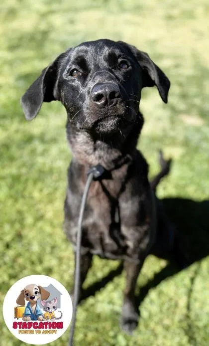 An adult large-sized female Labrador Retriever dog named Ebony for adoption in Phoenix, AZ