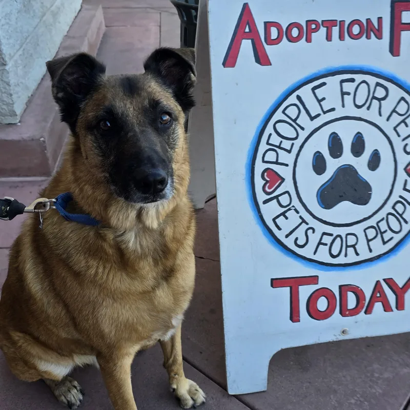 An adult medium-sized male Bicolor German Shepherd Dog dog named Scooby Doo for adoption in Tracy, CA