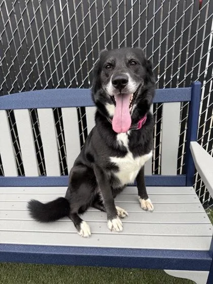 An adult large-sized female Mixed Breed dog named Piper for adoption in Lafayette, IN