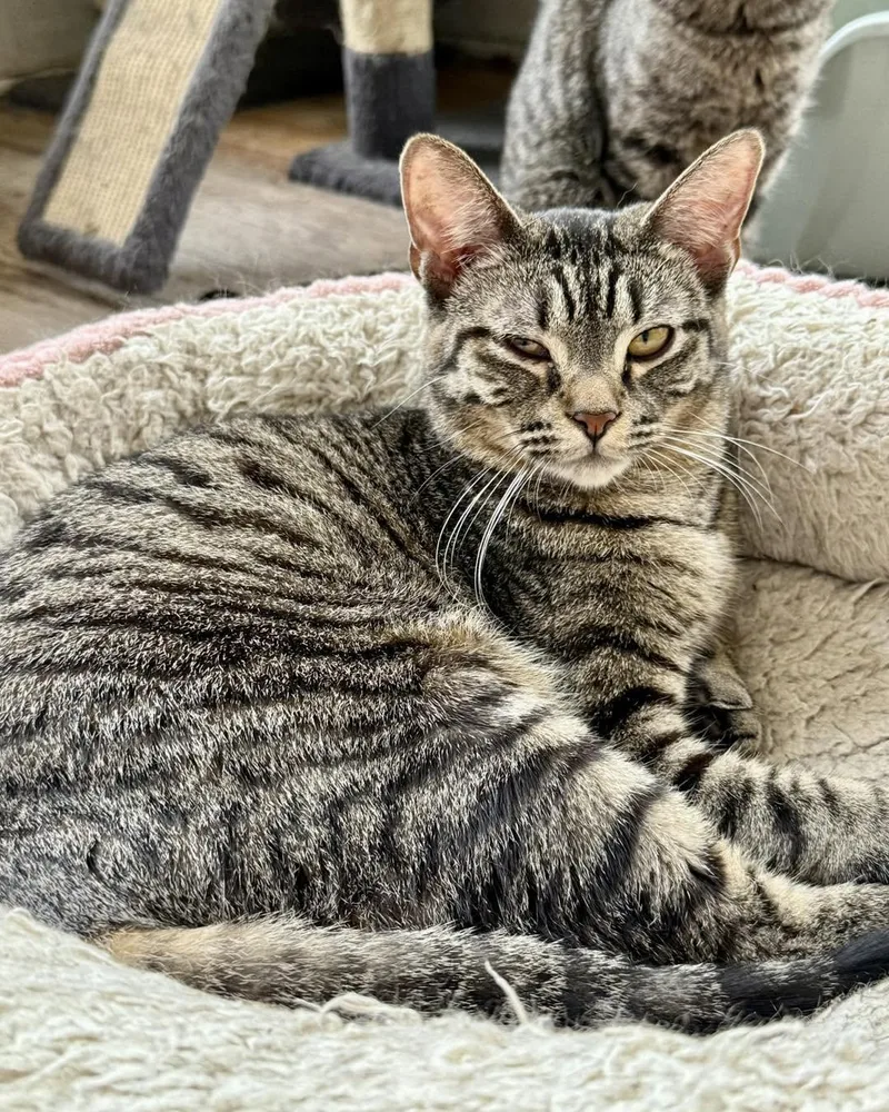 A young medium-sized male Tabby (Brown / Chocolate) Domestic Short Hair cat named Jude for adoption in Shreveport, LA