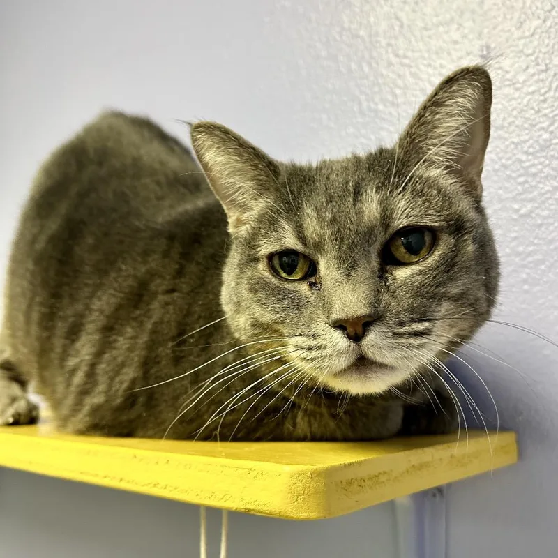 A senior large-sized female Gray / Blue / Silver Domestic Short Hair cat named Betty for adoption in Henderson, NV