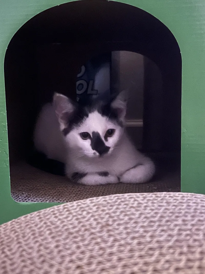 A baby medium-sized male Black Domestic Short Hair cat named Cow for adoption in Tracy, CA