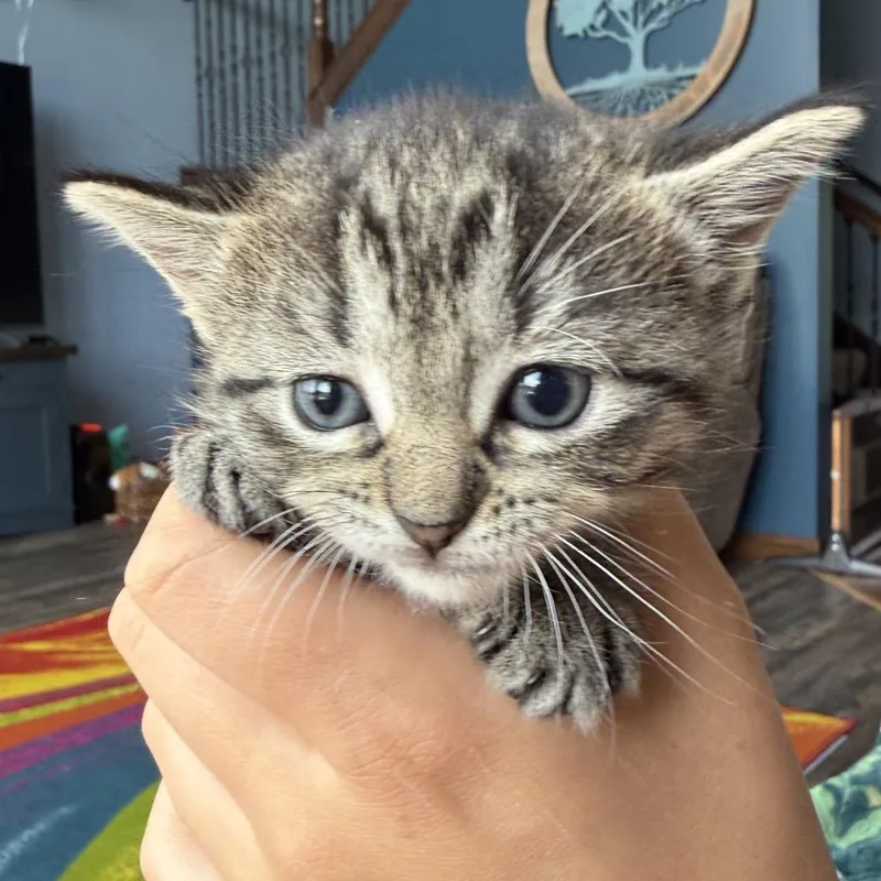 A baby small-sized female Gray / Blue / Silver Domestic Short Hair cat named Jessy for adoption in North Canton, OH