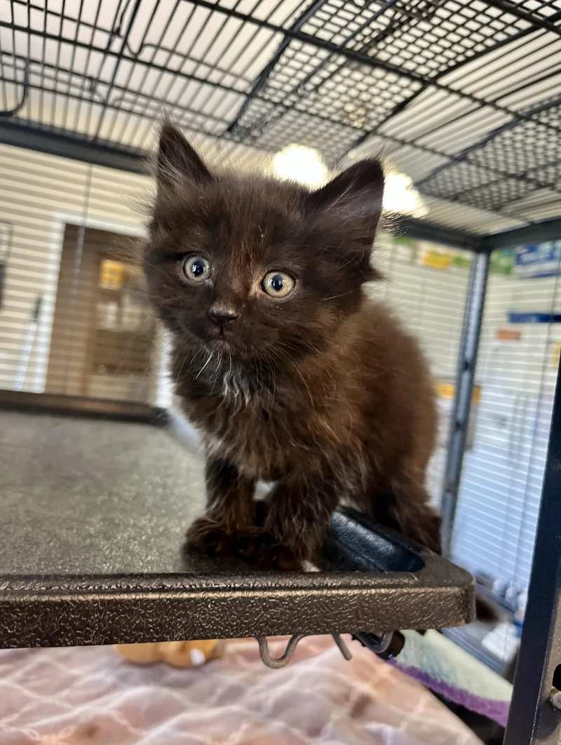 A baby medium-sized male Black Domestic Long Hair cat named Dale for adoption in Seville, OH