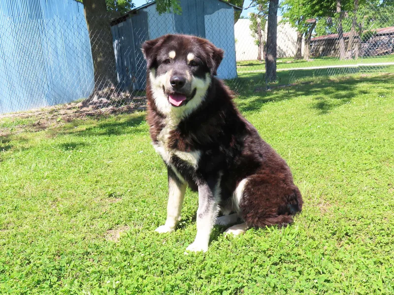 Klondike  C