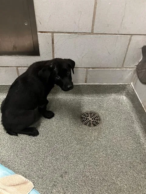 A baby small-sized male Labrador Retriever dog named Piper for adoption in Dallas, TX