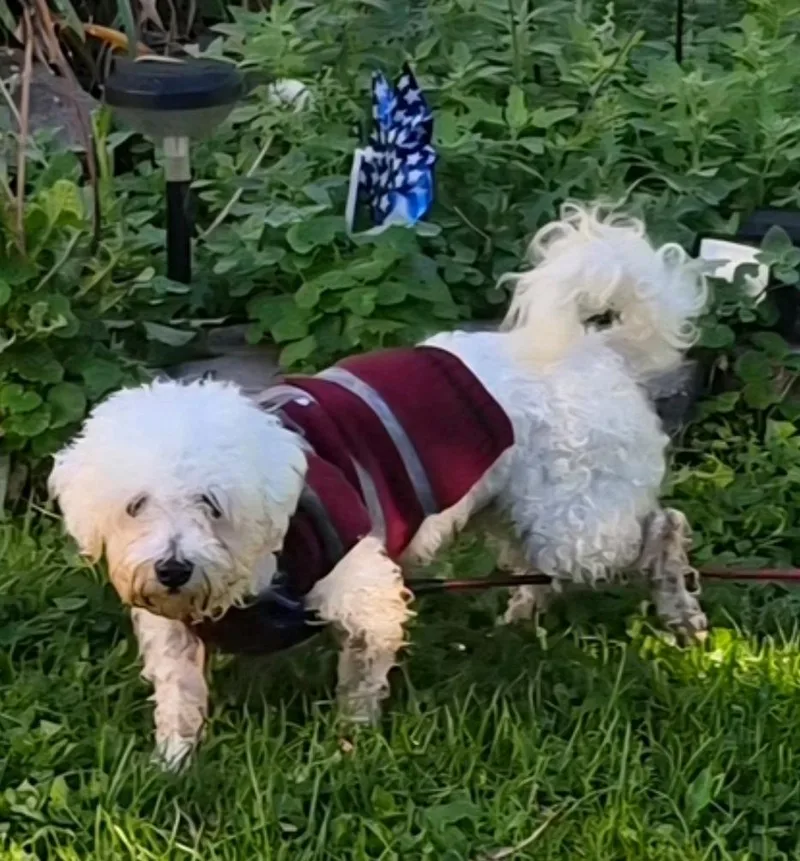 An adult small-sized male Bichon Frise dog named Vader for adoption in Hamburg, NY