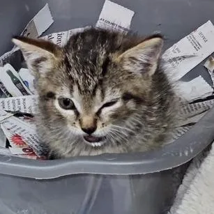 A baby small-sized male Domestic Short Hair cat named Bird for adoption in Marble, NC