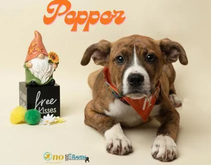 A baby small-sized female Boxer dog named Pepper for adoption in Fairhope, AL