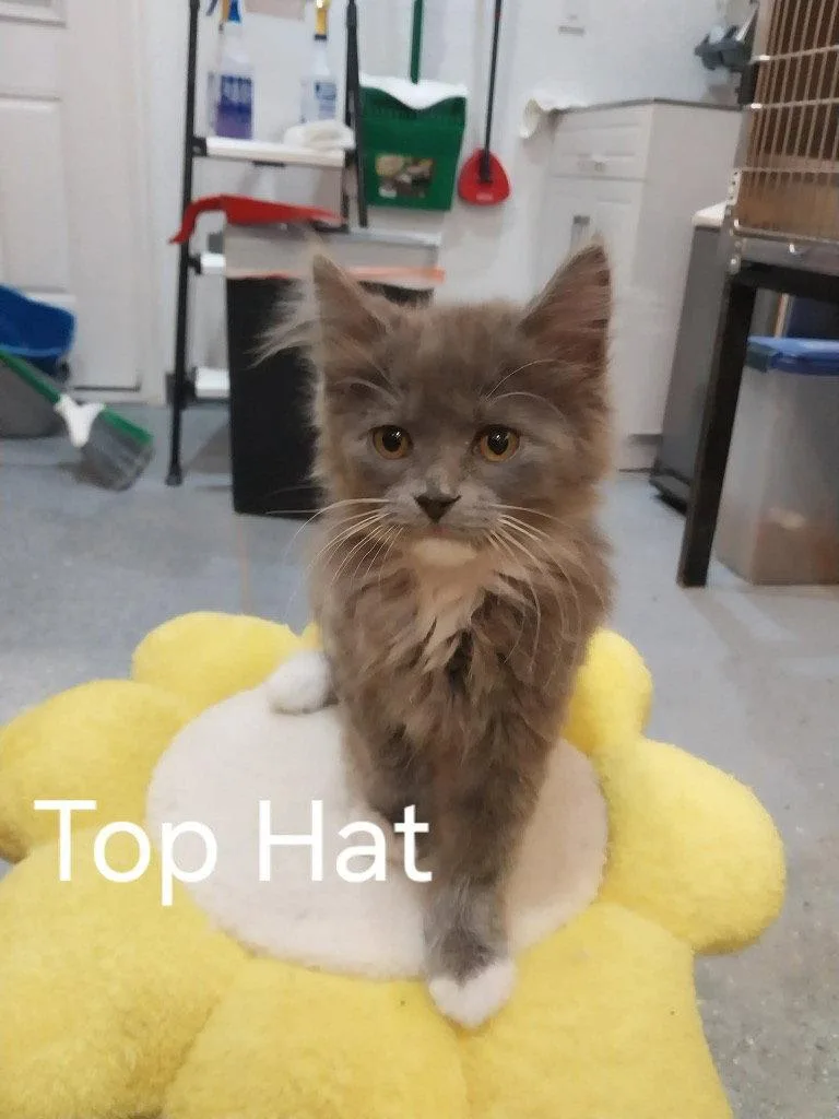 Top Hat