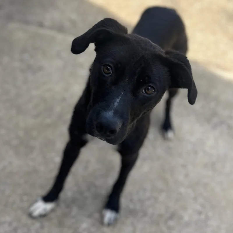 A young medium-sized male Black Mixed Breed dog named Tate for adoption in Brownsboro, AL
