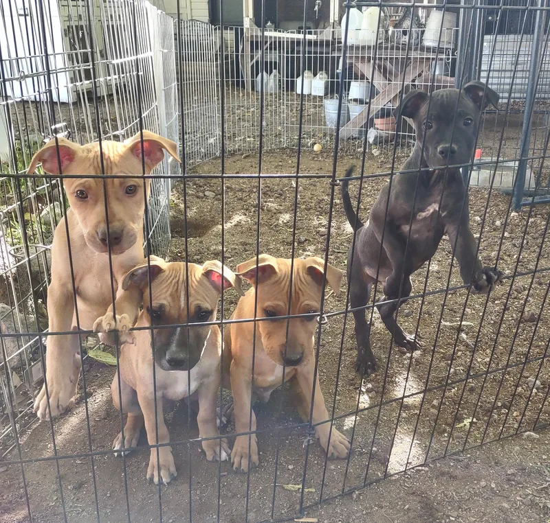 Linus & Axle thumbnail 2