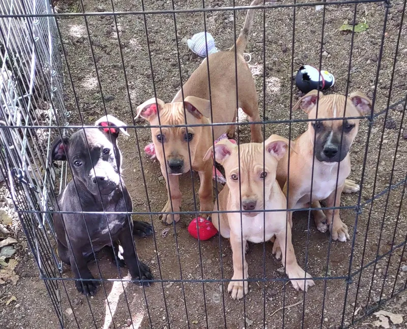 Linus & Axle thumbnail 3