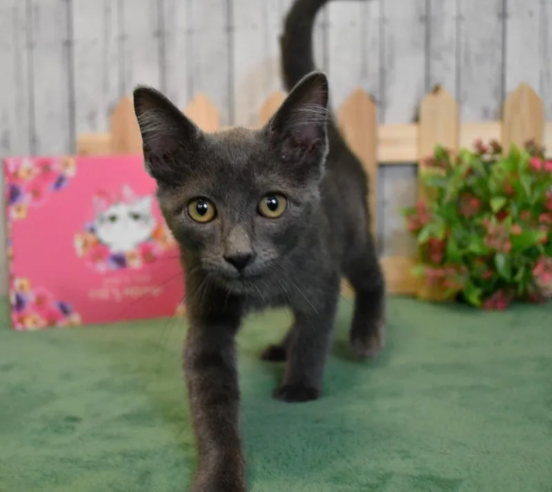 A baby medium-sized female Domestic Short Hair cat named Charlotte for adoption in Roanoke, TX