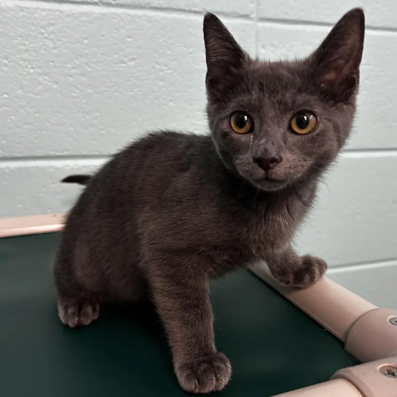 A baby small-sized male Gray / Blue / Silver Domestic Short Hair cat named Umi Zoomie Tinky Winky for adoption in Spruce Pine, NC