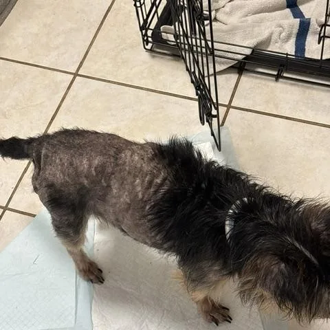 A senior small-sized male Yorkshire Terrier dog named Pappy for adoption in Aurora, IL
