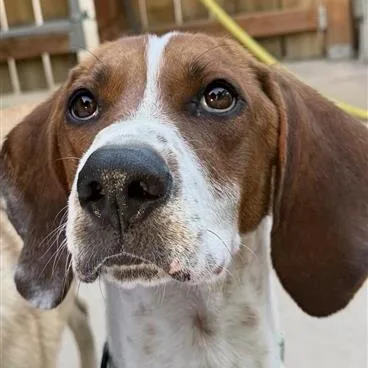 An adult medium-sized male Brown / Chocolate Hound dog named Amos for adoption in Salt Lake City, UT