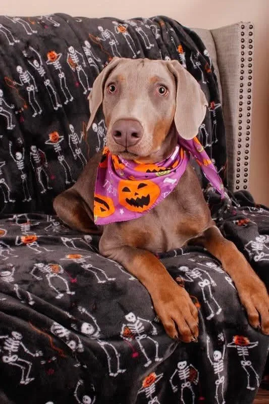 A baby large-sized male Doberman Pinscher dog named Rusty for adoption in Fayetteville, AR