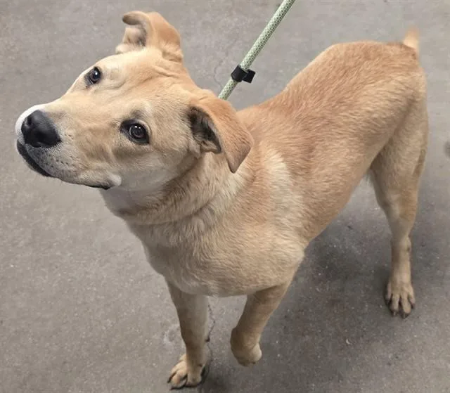 A young large-sized female Shar-Pei dog named Shelby for adoption in Tucson, AZ