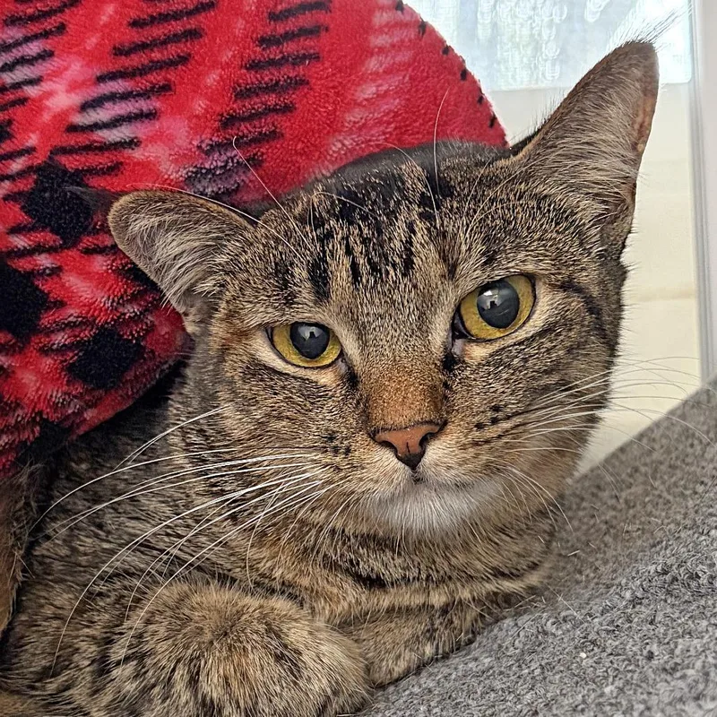 An adult medium-sized female Brown / Chocolate Domestic Short Hair cat named Peanut for adoption in Ojai, CA