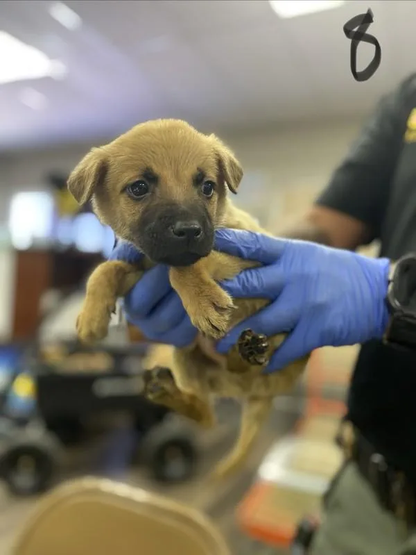 A baby medium-sized male Shepherd dog named Butch for adoption in Victorville, CA