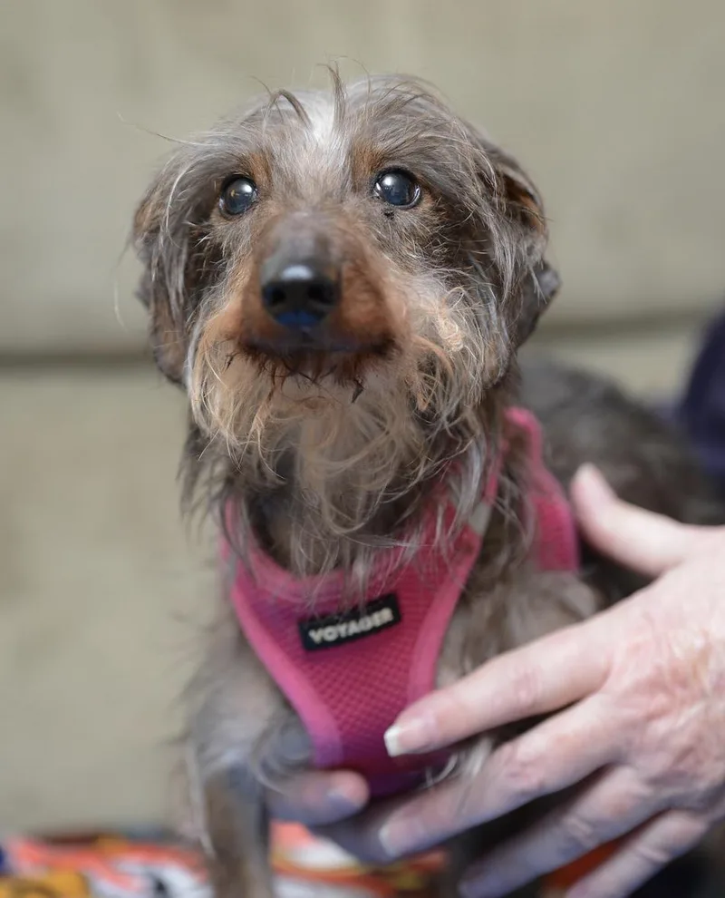 A young small-sized male Tricolor (Brown, Black, & White) Dachshund dog named Wolfie for adoption in Morrisville, PA