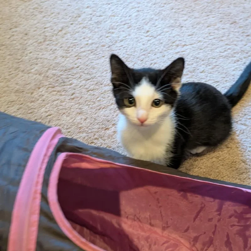 A baby small-sized female Black Domestic Short Hair cat named Jellyfish for adoption in Jarrettsville, MD
