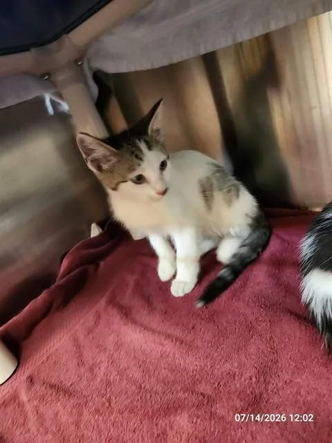 A baby medium-sized female Domestic Short Hair cat named Samantha for adoption in Huntsville, AL