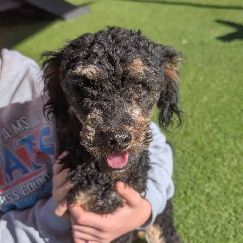 An adult small-sized male Black Poodle dog named Lucky for adoption in Gainesville, GA