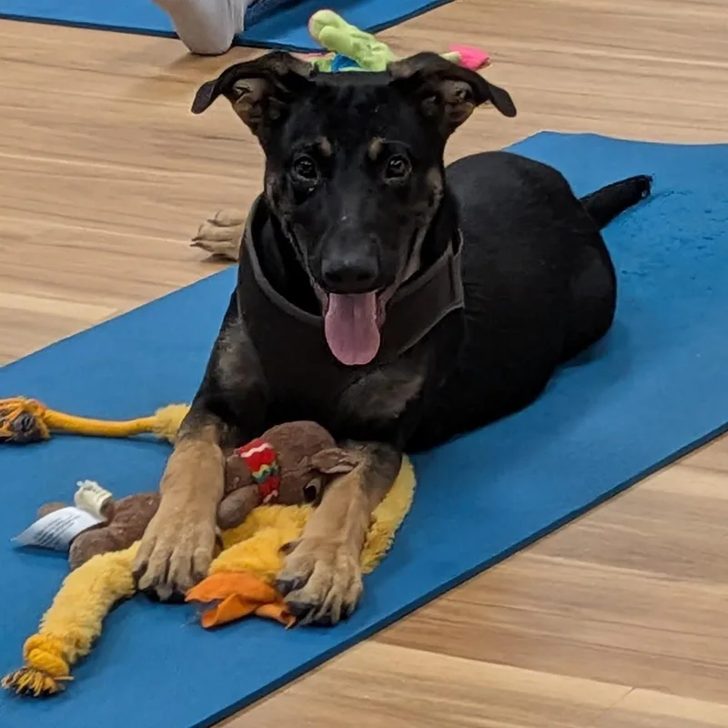 A baby medium-sized male Black Shepherd dog named Benny for adoption in Lambertville, NJ