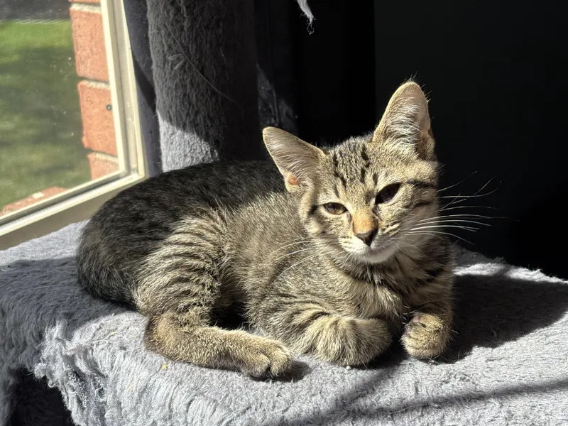 A baby medium-sized female Tabby (Gray / Blue / Silver) Tabby cat named Evie for adoption in Macomb, MI