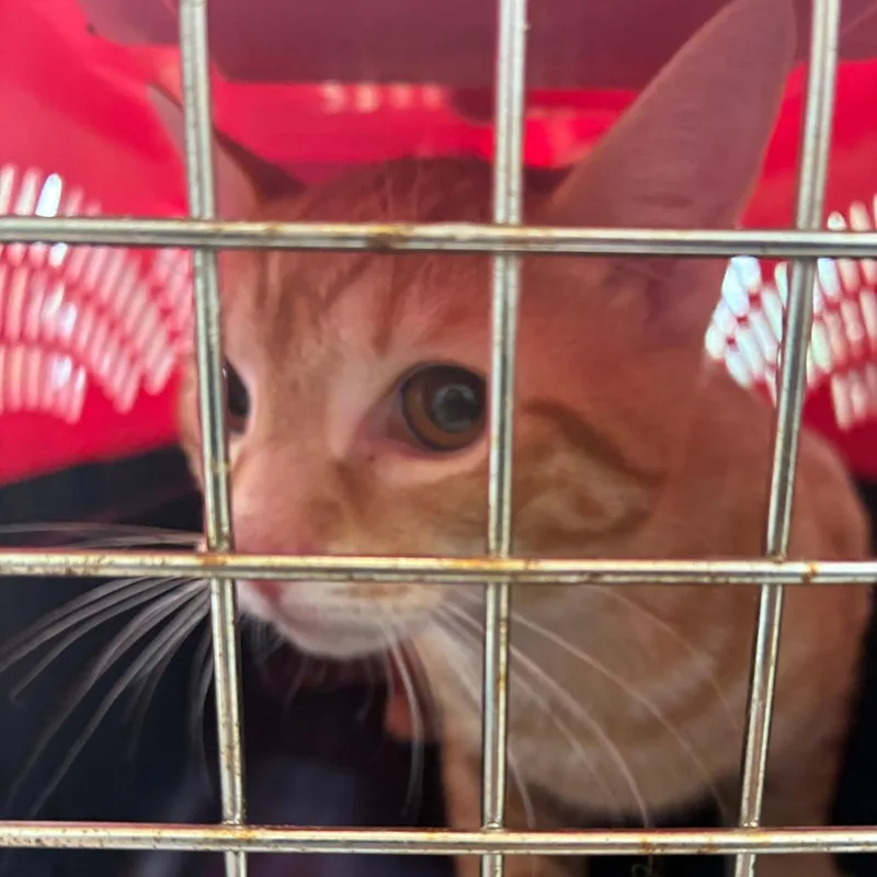 A baby medium-sized male Orange / Red Domestic Short Hair cat named 70977 for adoption in Harrisonburg, VA