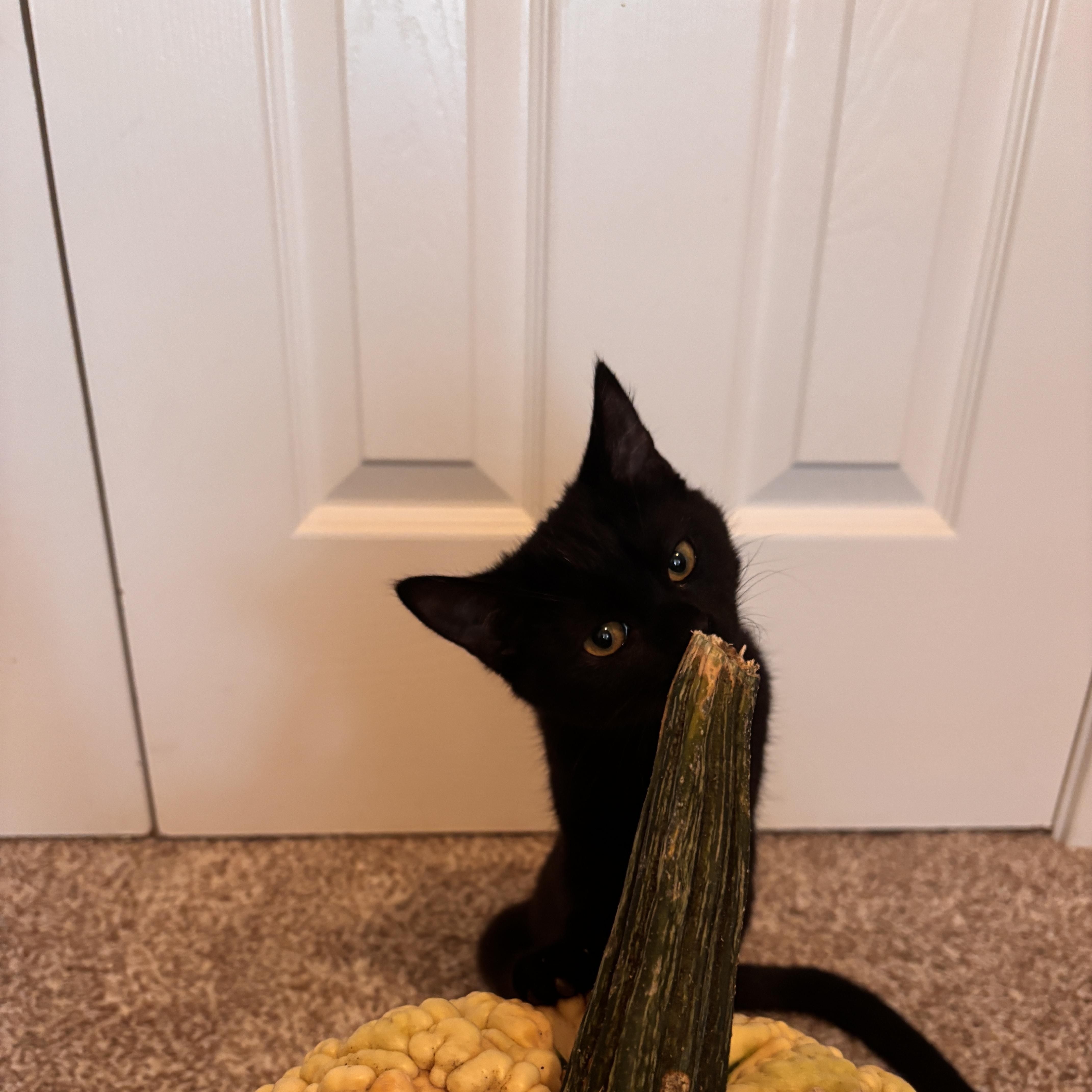A baby medium-sized female Black Domestic Short Hair cat named Sable for adoption in Davis, CA