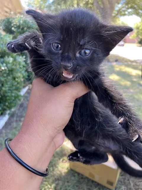 A young small-sized female Domestic Short Hair cat named Gretta for adoption in Dallas, TX