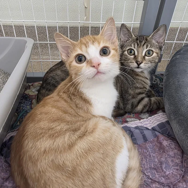 A baby small-sized male Domestic Short Hair cat named Hoot for adoption in Oshkosh, WI