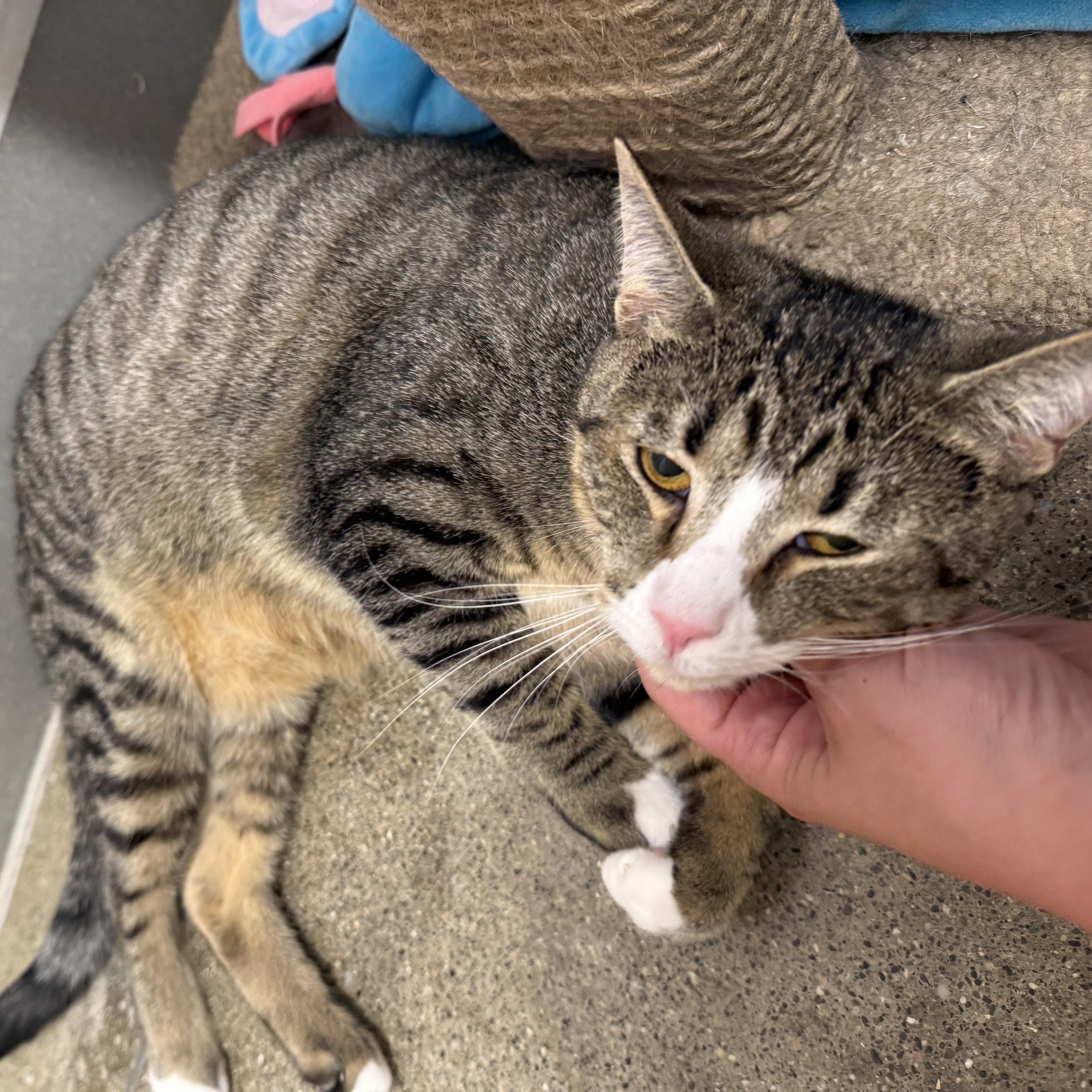 A baby medium-sized male Tabby (Brown / Chocolate) Domestic Short Hair cat named Charlie for adoption in Columbus , OH
