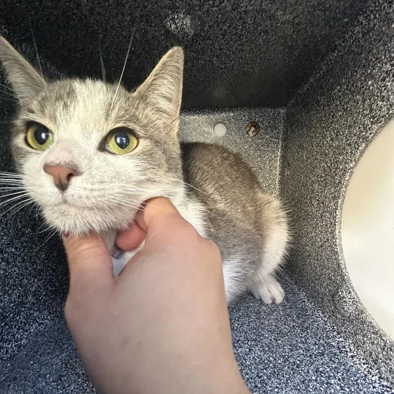 A young medium-sized male Gray / Blue / Silver Domestic Short Hair cat named Senor for adoption in Newark, NJ