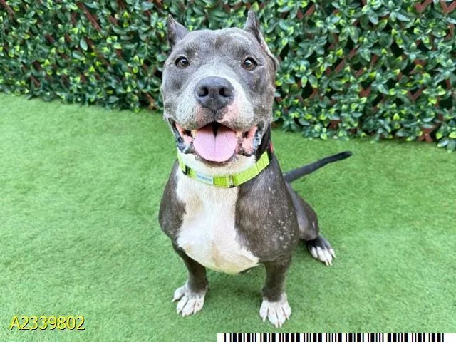 An adult medium-sized male Mixed Breed dog named Roscoe for adoption in West Palm Beach, FL