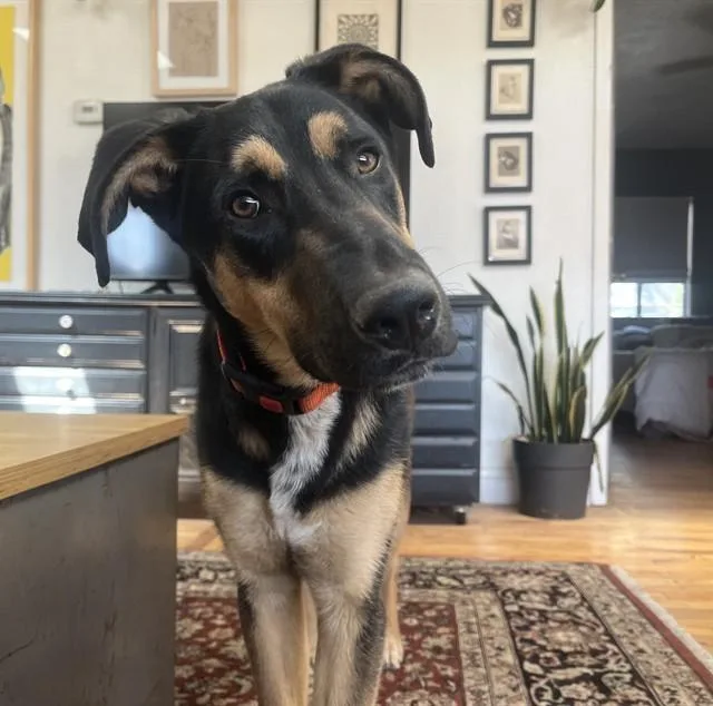 A young large-sized male German Shepherd Dog dog named Kevin for adoption in Albuquerque, NM